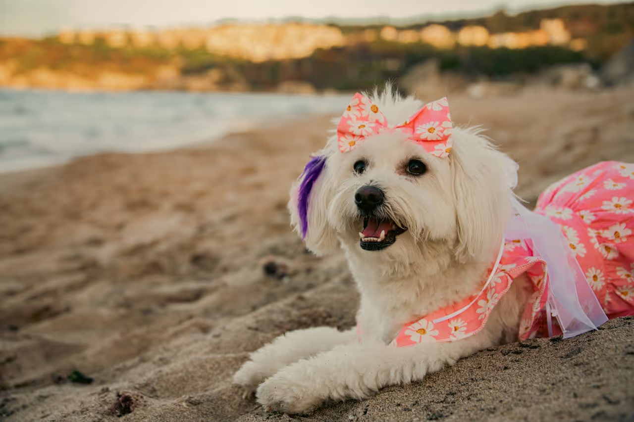 A malteses dog with a bow tie and a dress on, laying on the beach A malteses dog with a bow tie and a dress on, laying on the beach