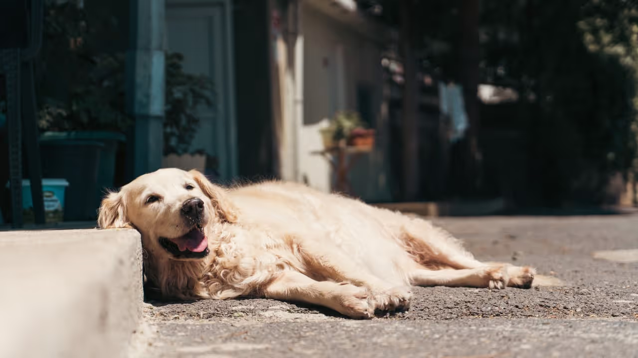 A dog laying down in the hot weather