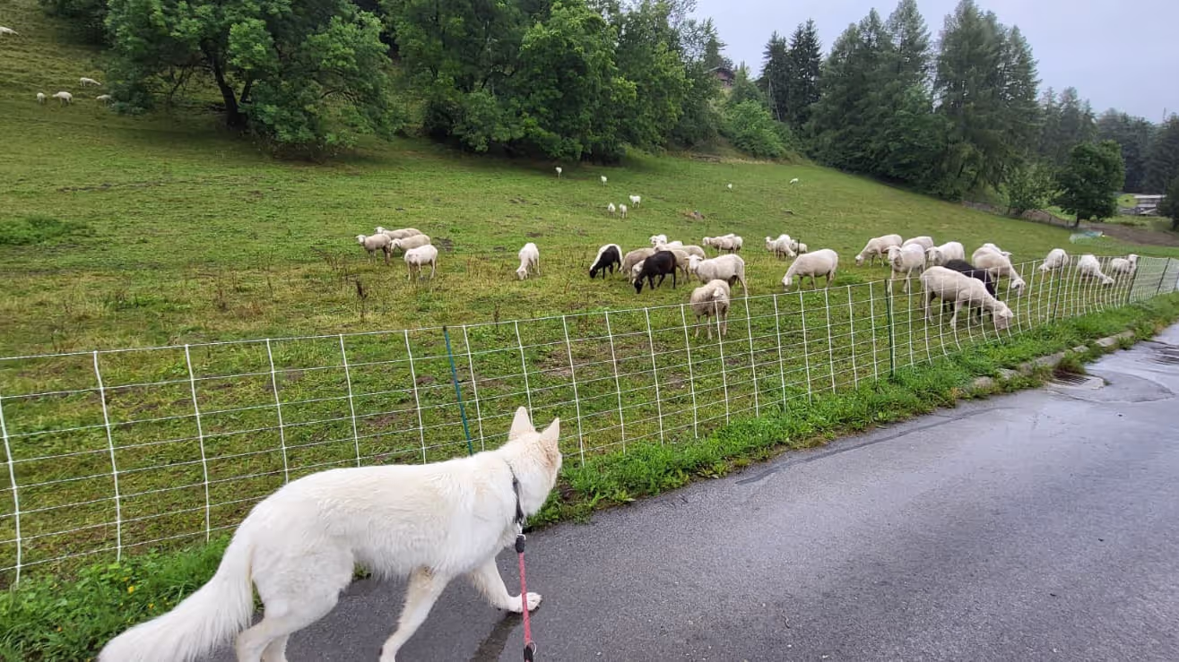 Dog from our house sit in Switzerland