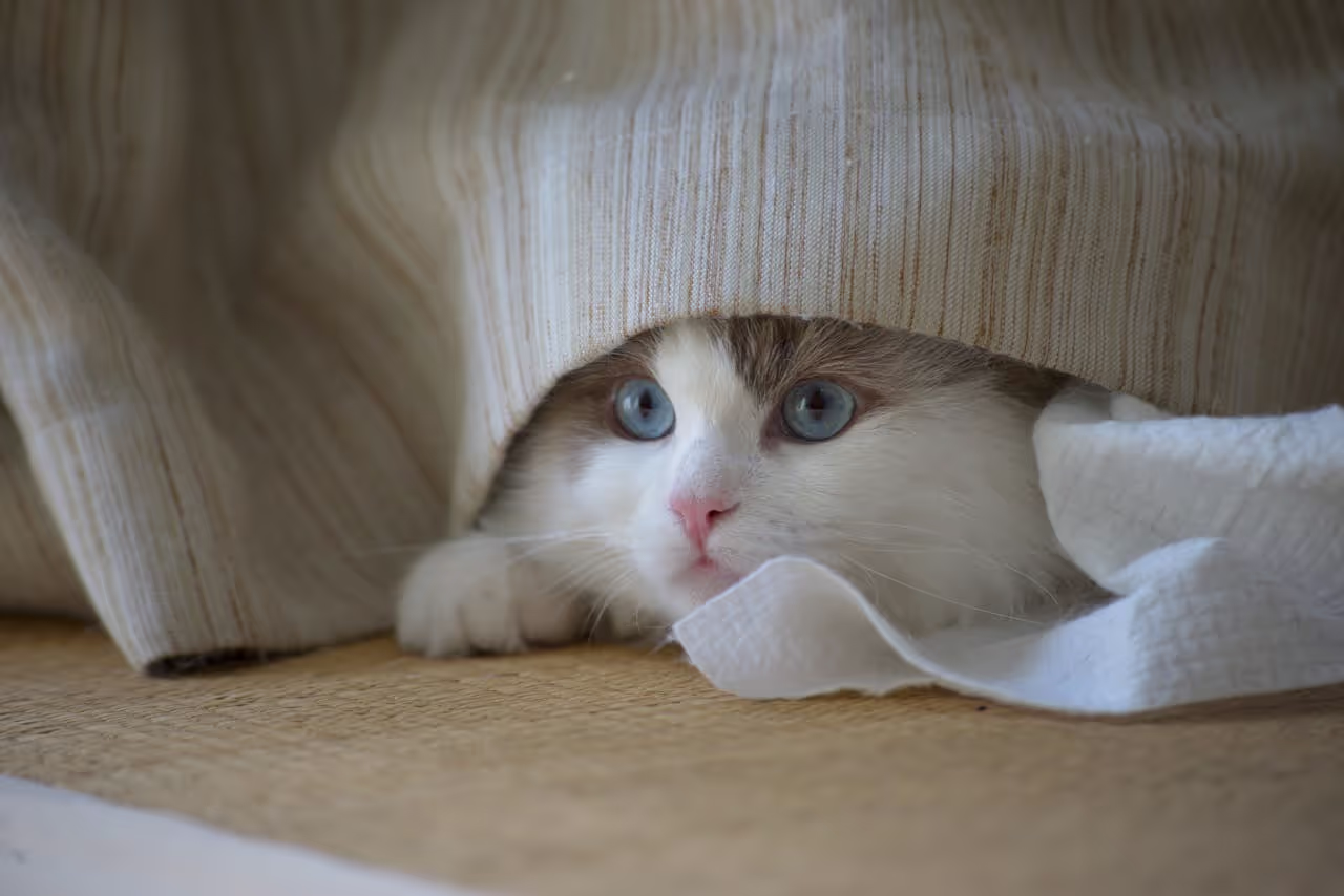 Cat hiding under curtains Cat hiding under curtains