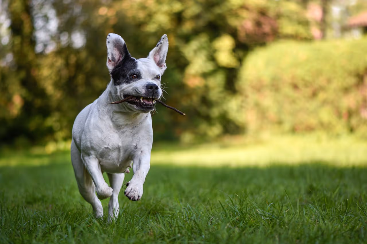 Dog Running Dog Running