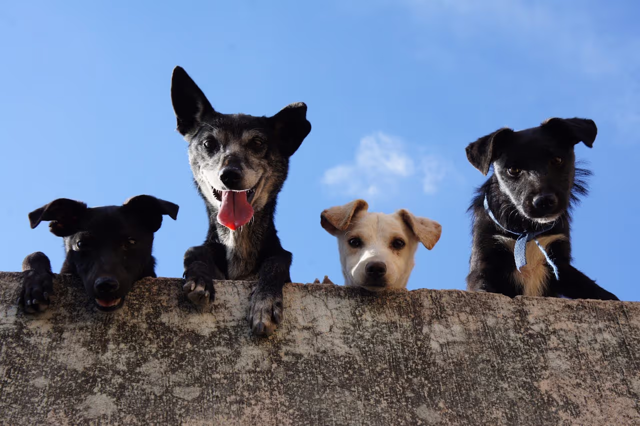 House sitting multiple dogs