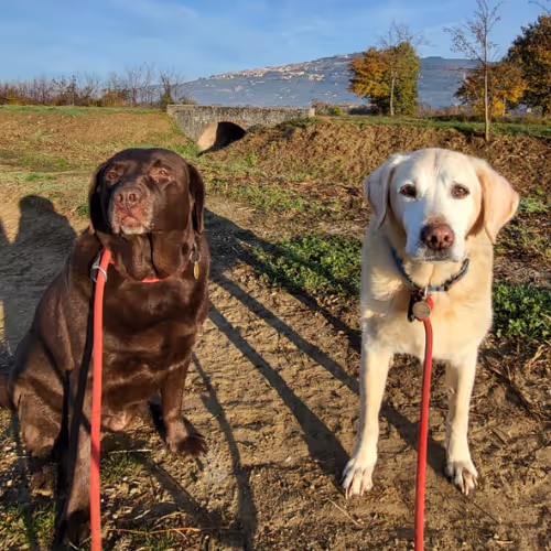 Teddy and Lucca in Cortona, during our walk
