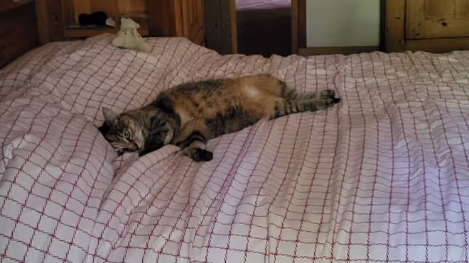 Cat laying on the bed in Lullin Cat laying on the bed in Lullin