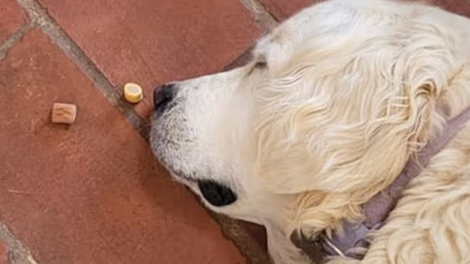 Dog laying on the floor with food in front of its nose Dog laying on the floor with food in front of its nose