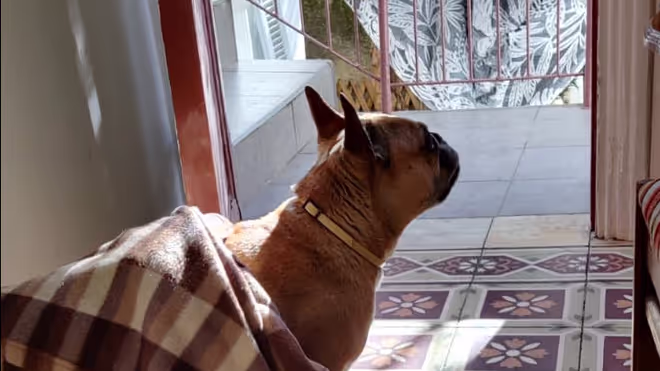 French Bulldog standing at the door in Athens French Bulldog standing at the door in Athens
