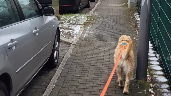 Taking a dog on a walk in Bochum Taking a dog on a walk in Bochum
