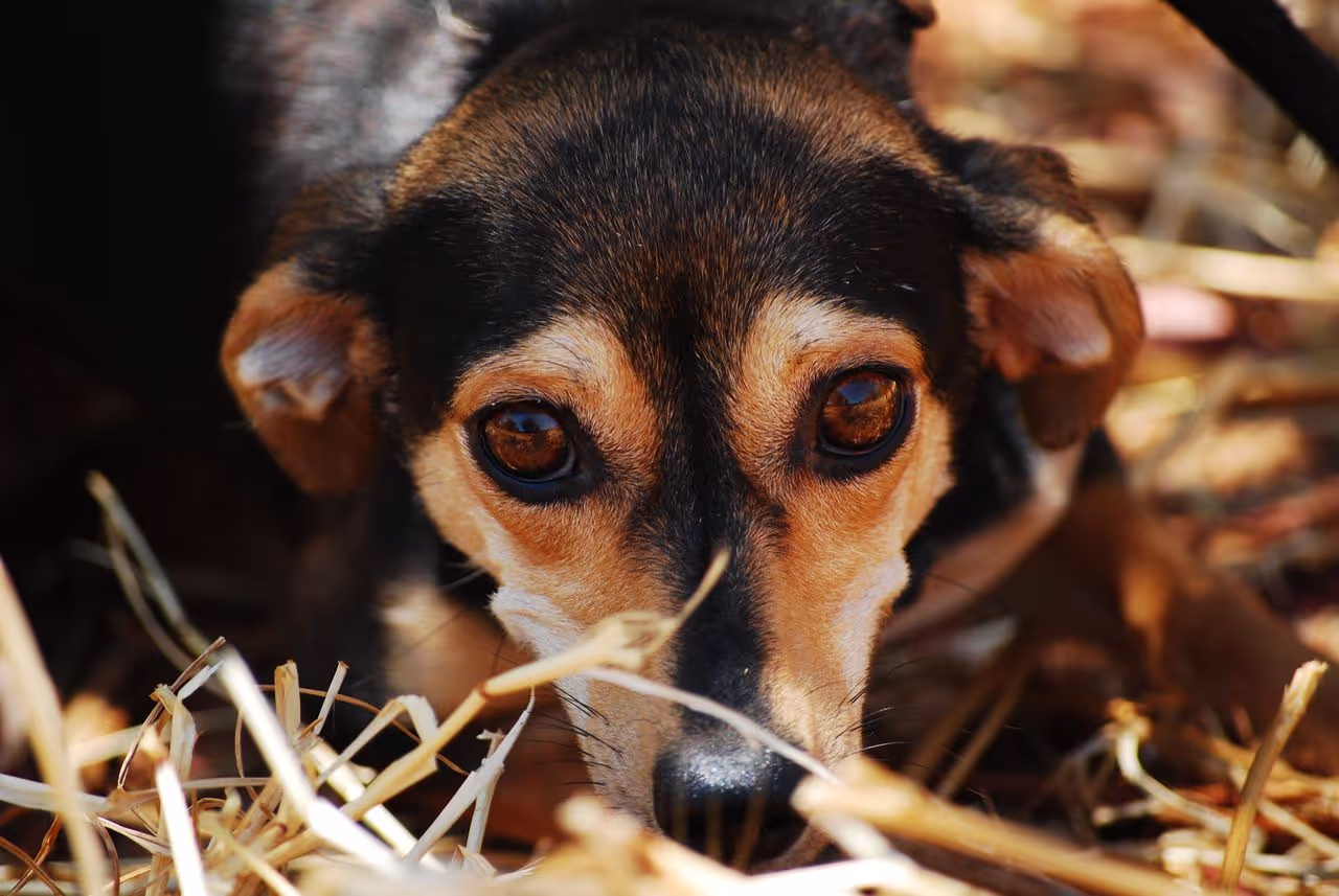 Shy dog Shy dog