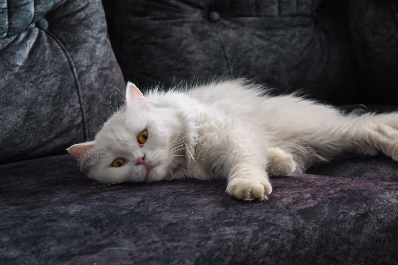 a cat laying on a couch a cat laying on a couch