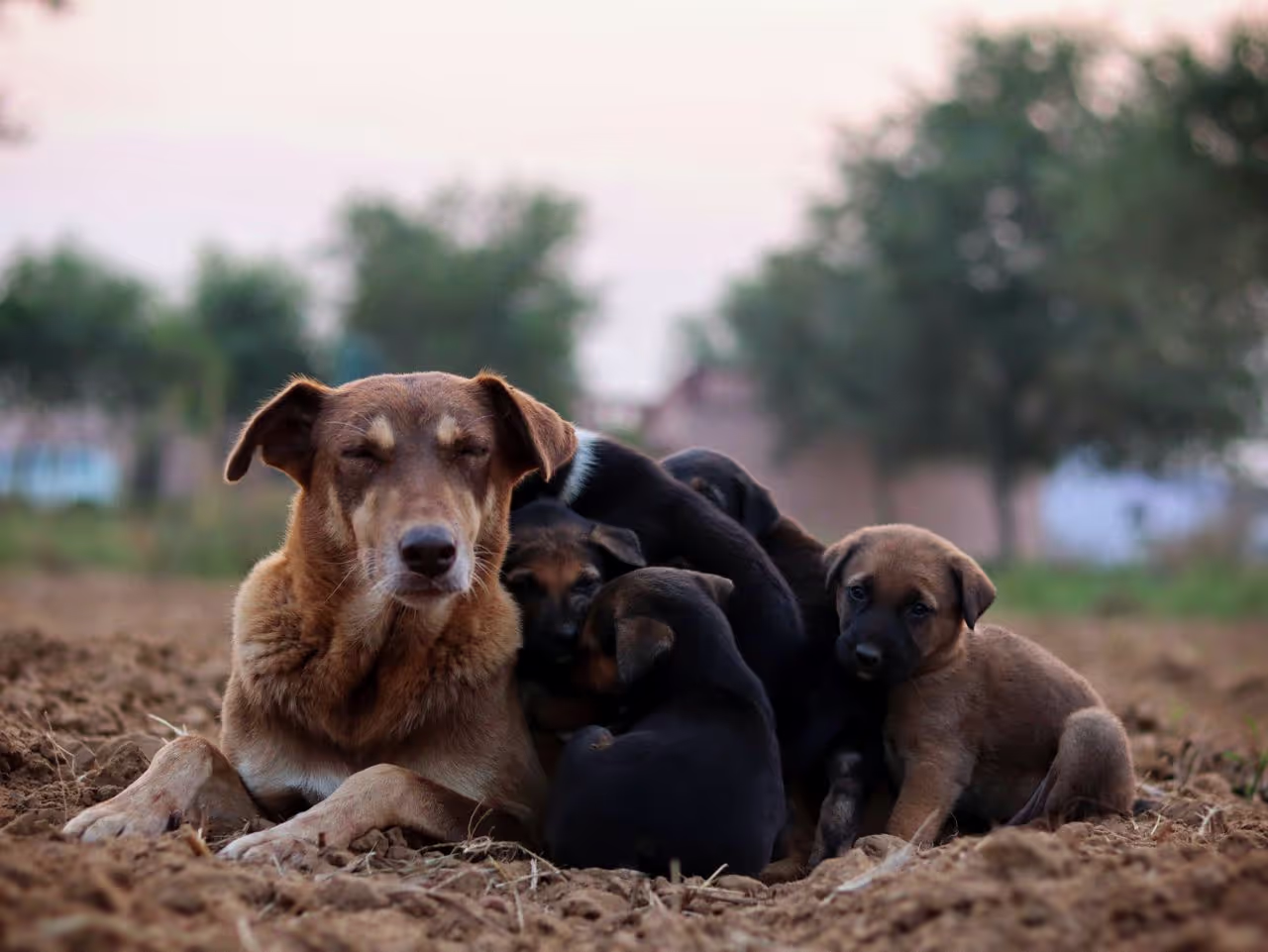Dog with Puppies Dog with Puppies
