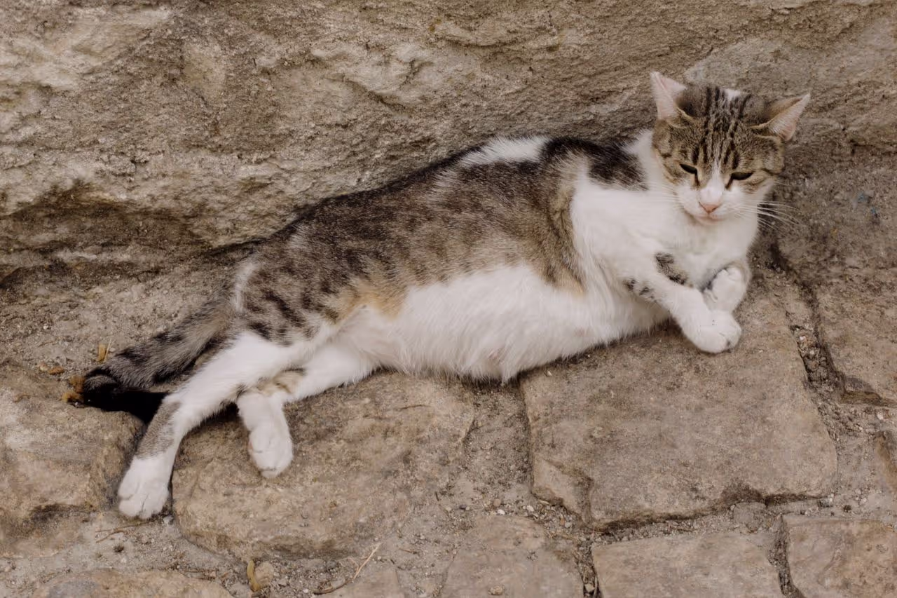 Pregnant Cat Pregnant Cat