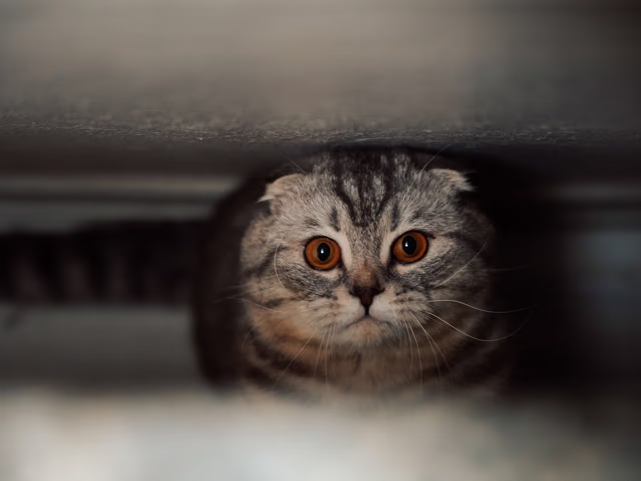 A cat scared under a bed A cat scared under a bed