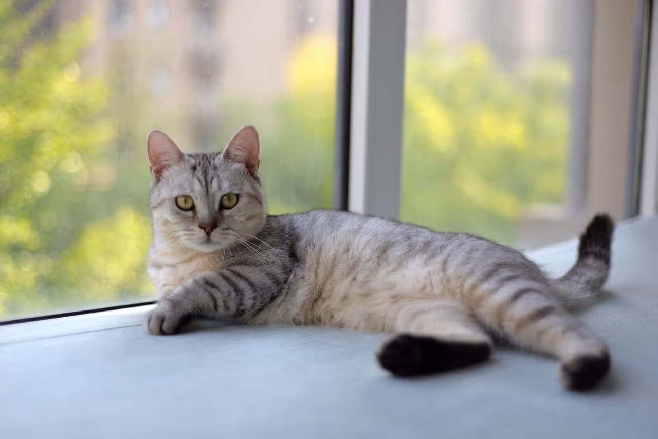 A cat laying down