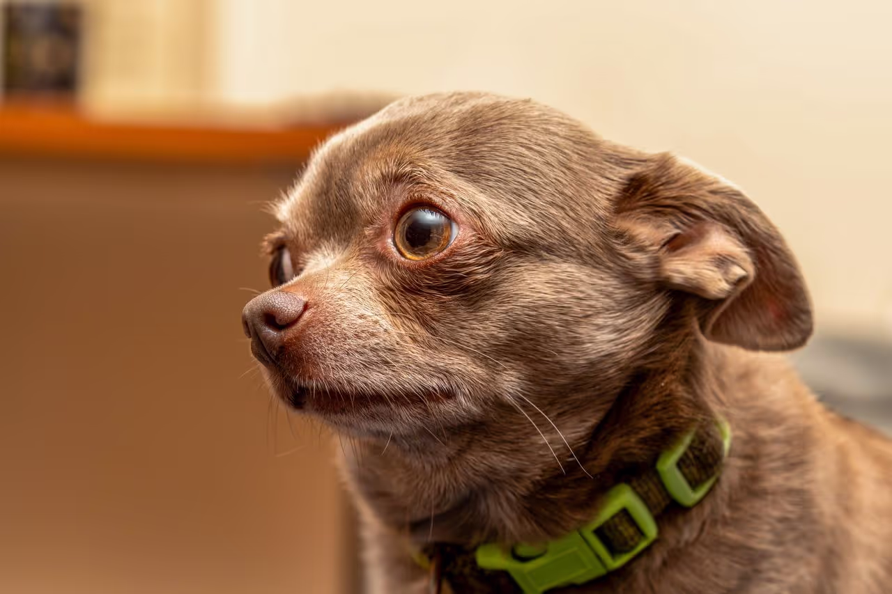 A scared dog A scared dog