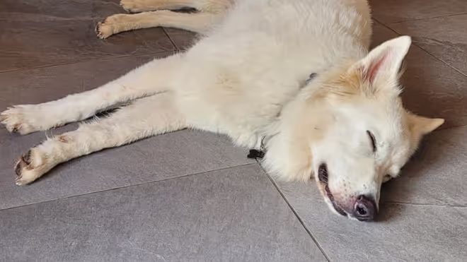 Dog laying comfortably on the floor during a house sit