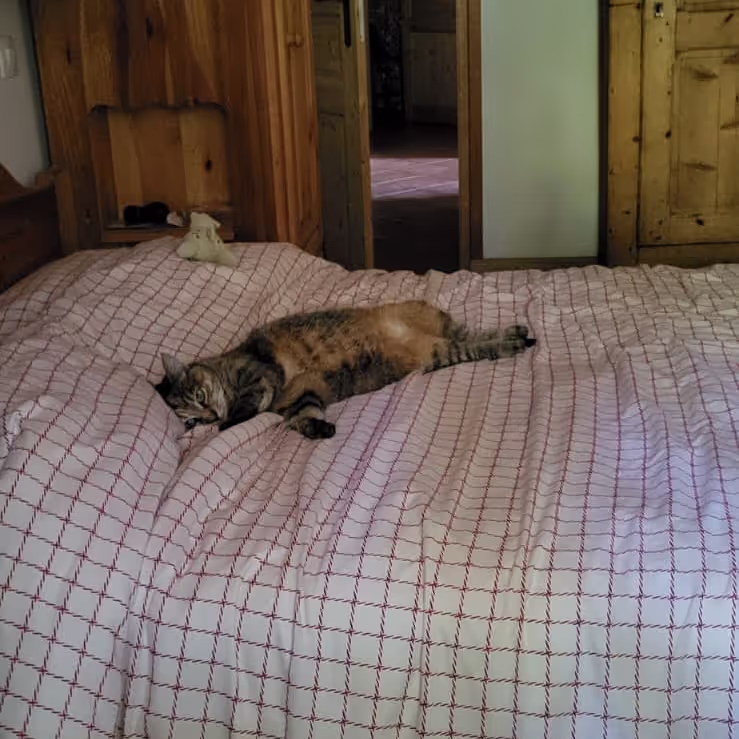 Cat sleeping on our bed in Lullin Cat sleeping on our bed in Lullin