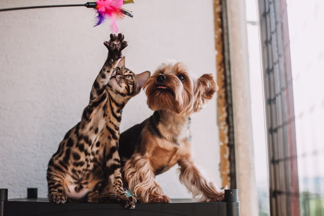 a dog and a cat a dog and a cat