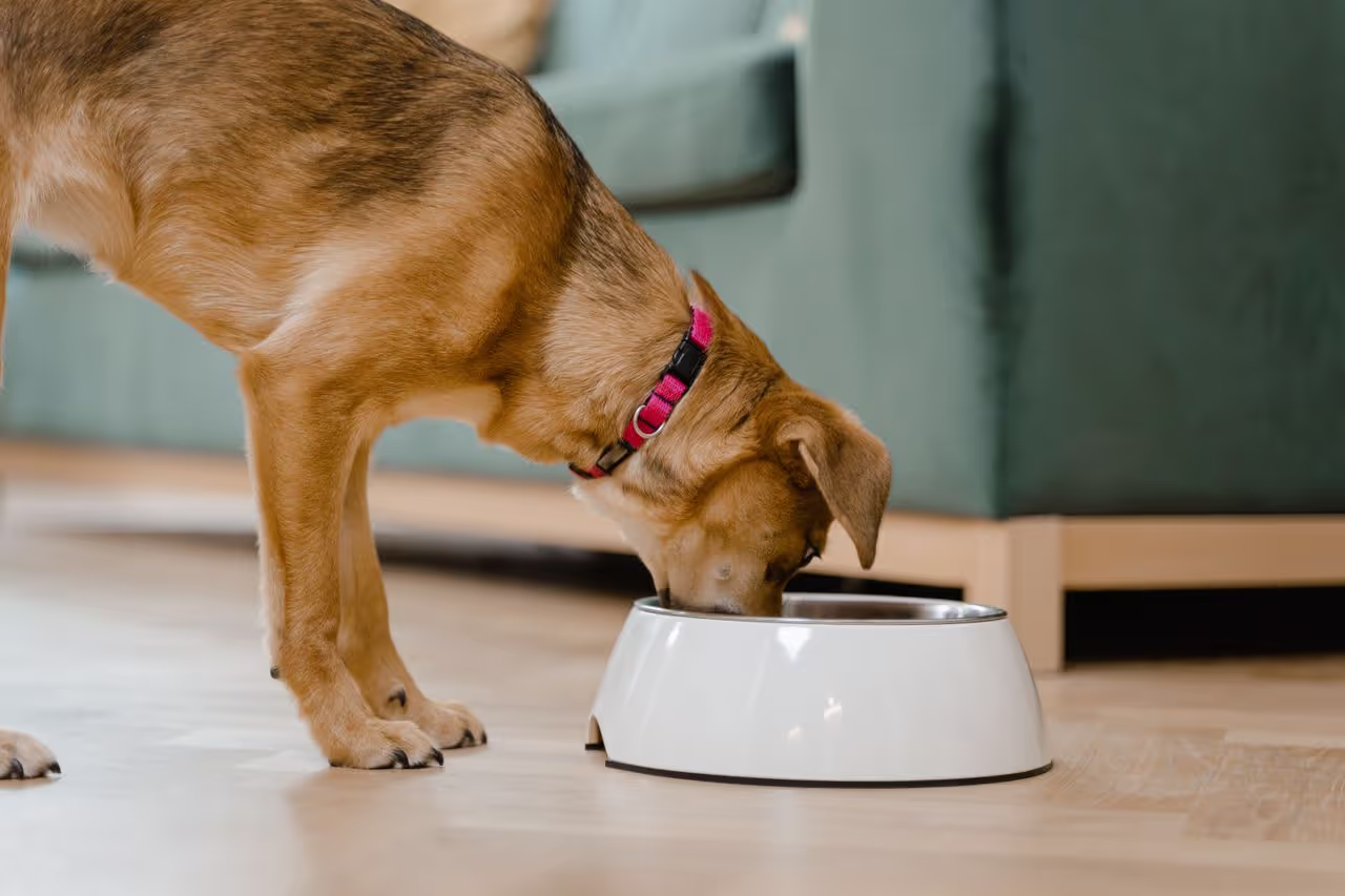 A dog eating out of a food bowl A dog eating out of a food bowl