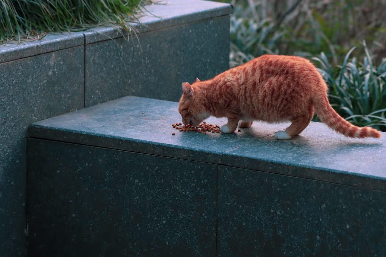 a cat eating kibble a cat eating kibble