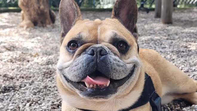 French bulldog from our house sit in Athens French bulldog from our house sit in Athens
