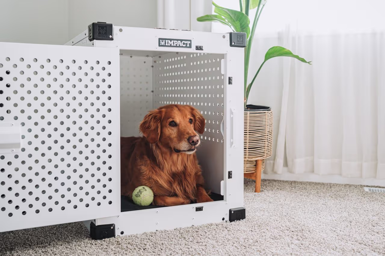 a dog in a crate a dog in a crate