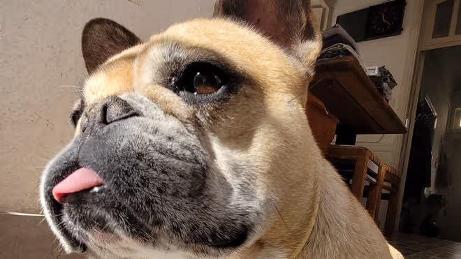 French bulldog staring at the sun