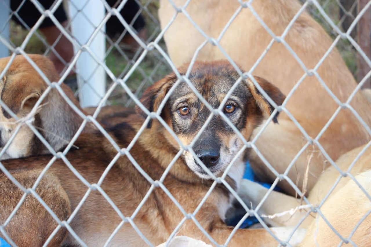 Rescue dog Rescue dog