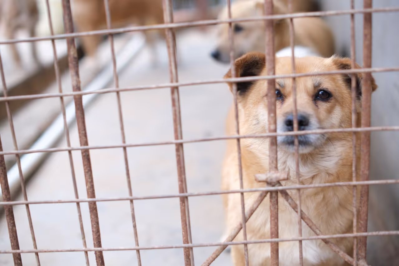 A rescue dog in a cage A rescue dog in a cage