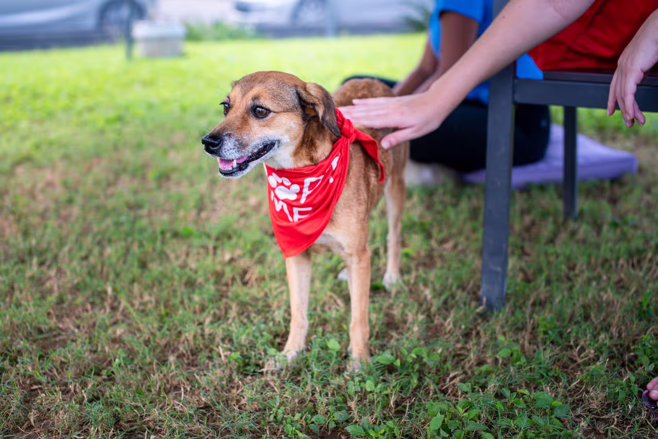 rescue dog rescue dog