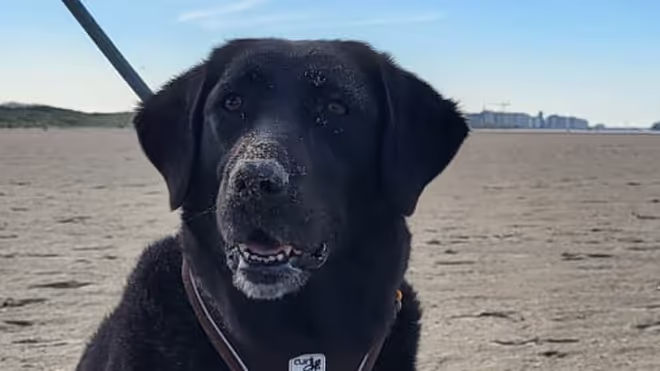 Dog on the Belgium sit Dog on the Belgium sit