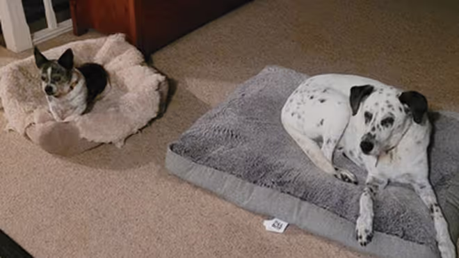 Dogs laying on their dog beds in Lismore Dogs laying on their dog beds in Lismore