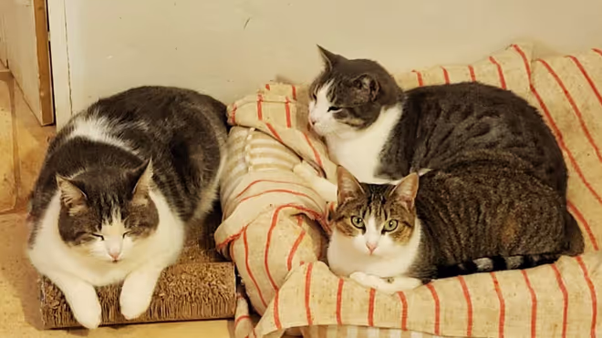 looking after multiple cats in Ostuni looking after multiple cats in Ostuni