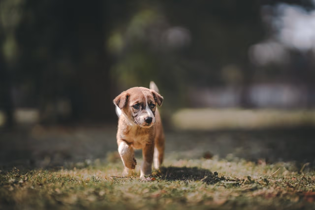 A puppy walking A puppy walking