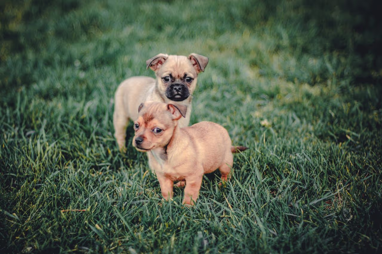 Puppies standing on grass Puppies standing on grass