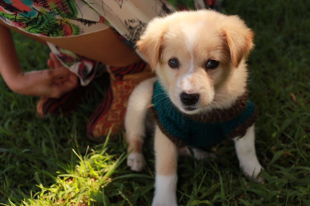 a cute little puppy sitting a cute little puppy sitting