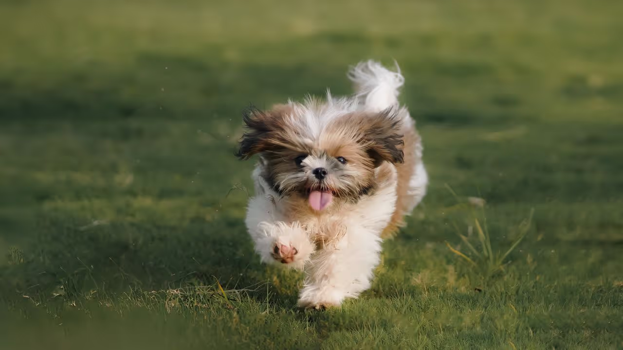A little puppy dog running A little puppy dog running