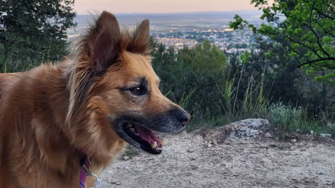 Dog during out house sit in France