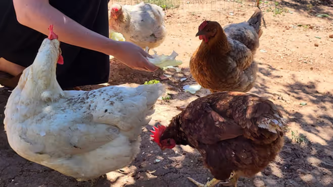 Chickens we look after during the Portugal House sit