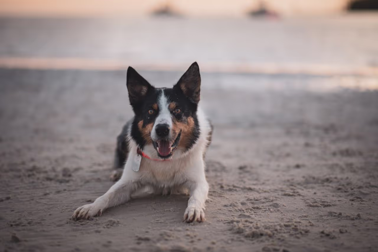 Dog on a beach in Auckland Dog on a beach in Auckland