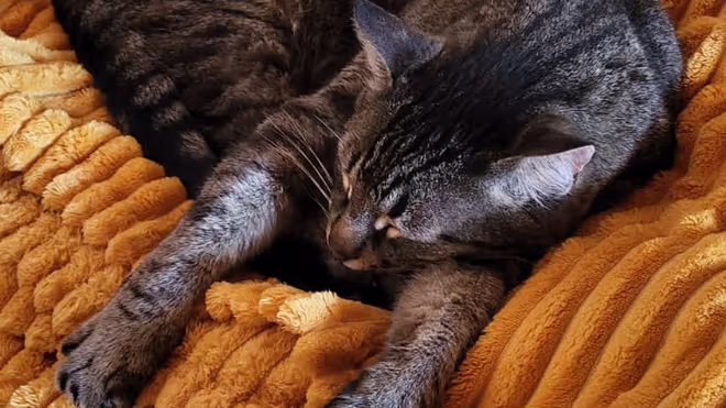 The cat that wakes us up at 6am to get it's breakfast