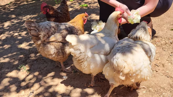 Feeding the chickens lettuce during the house sit in Portugal