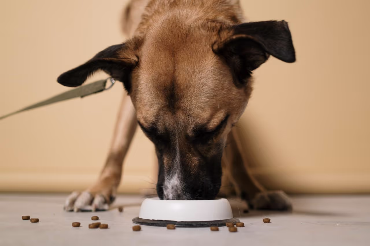 Dog eating dry food