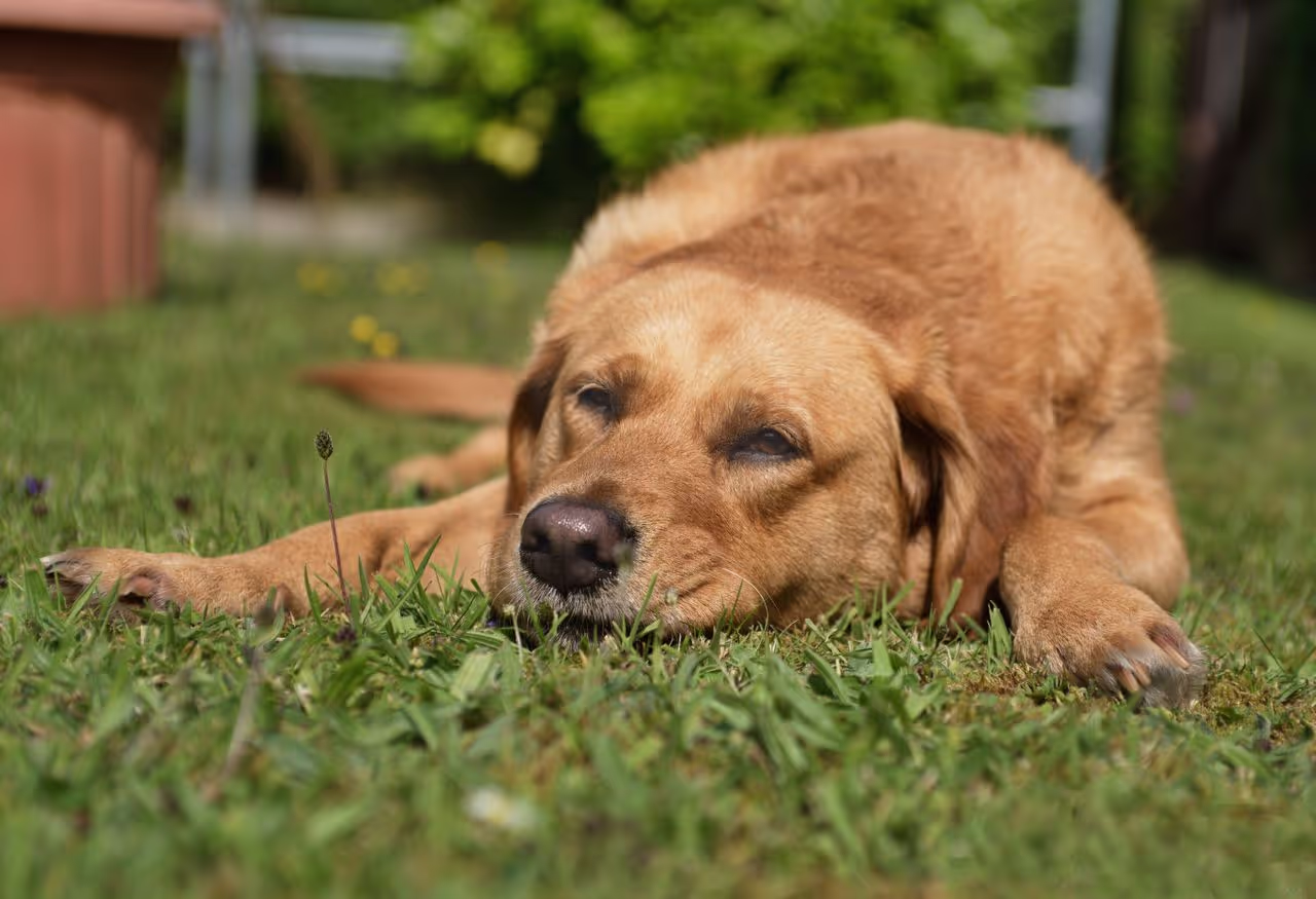 A relaxed dog laying on the grass