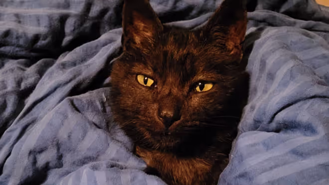 Cat in a blanket Cat in a blanket
