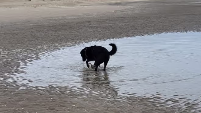 Dog in Belgium digging in the water Dog in Belgium digging in the water