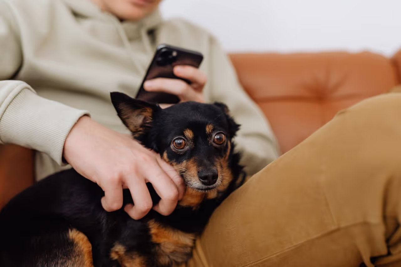 A house sitter looking after a dog A house sitter looking after a dog