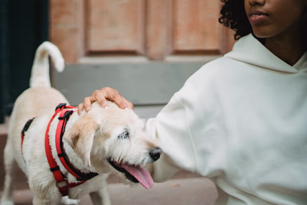 A house sitter looking after a dog A house sitter looking after a dog