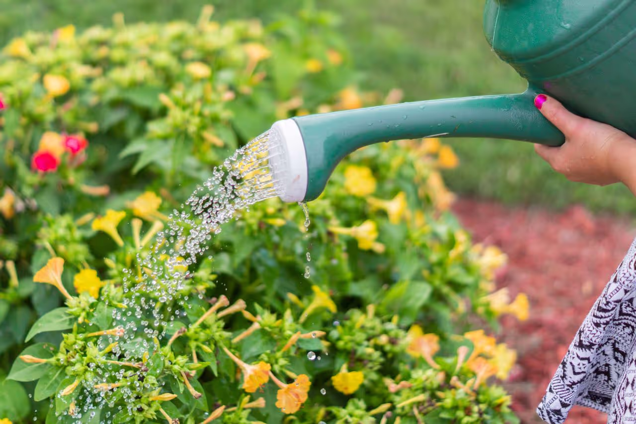 A person watering the garden during a house sit