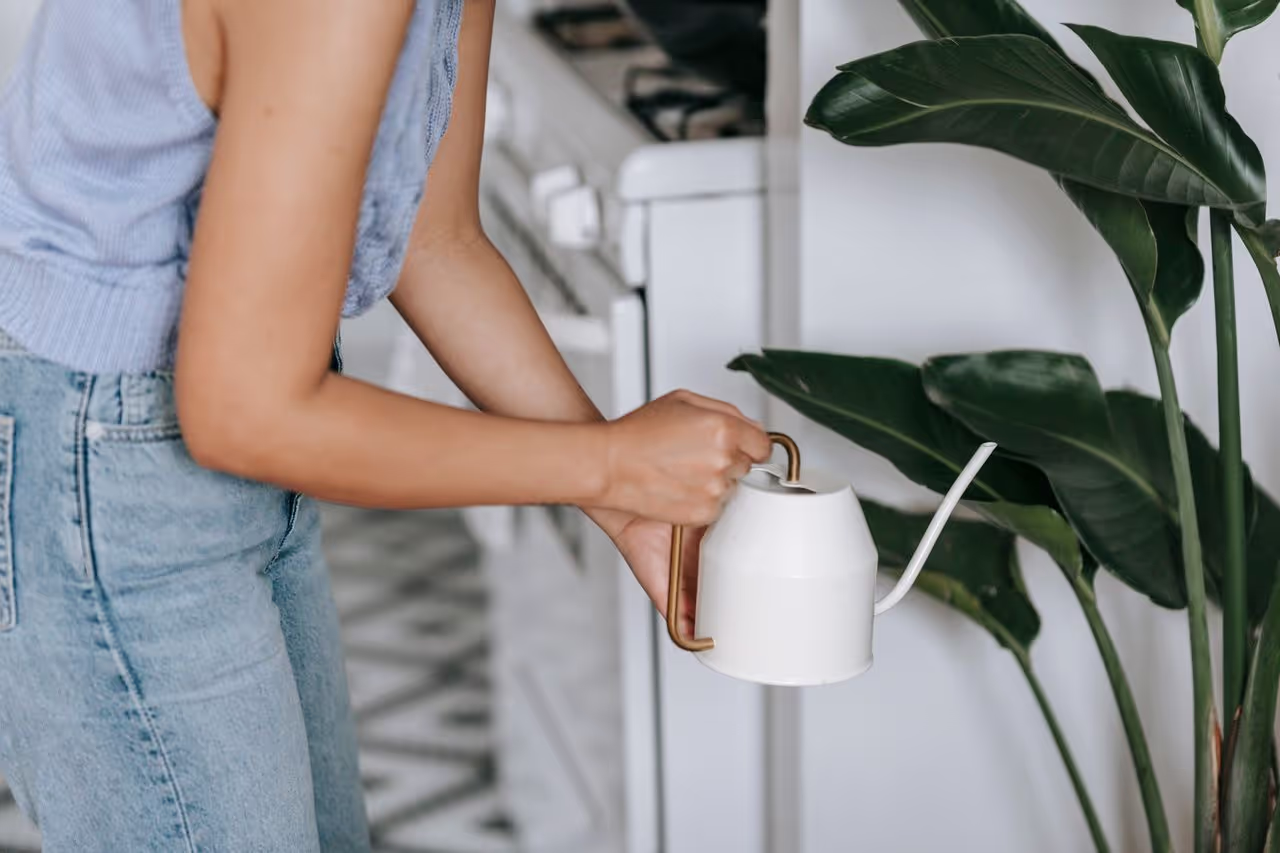 A person watering plants during a house sit