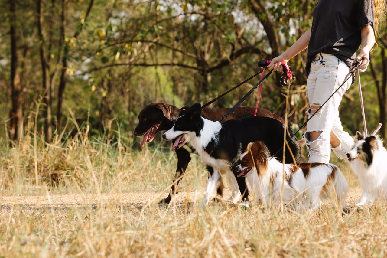 A man walking many dogs